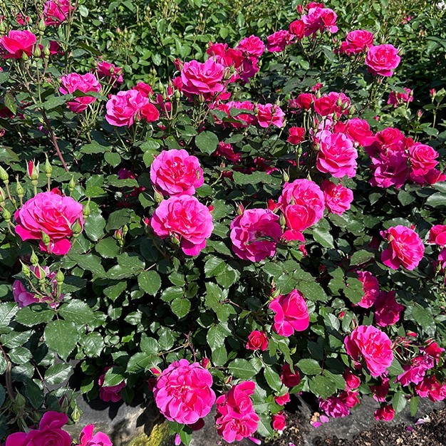 Роза флорибунда Ксизиджингханг